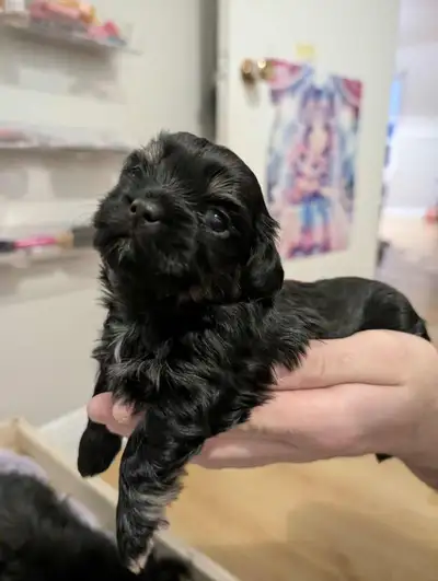 Chiot shih tzu, View more