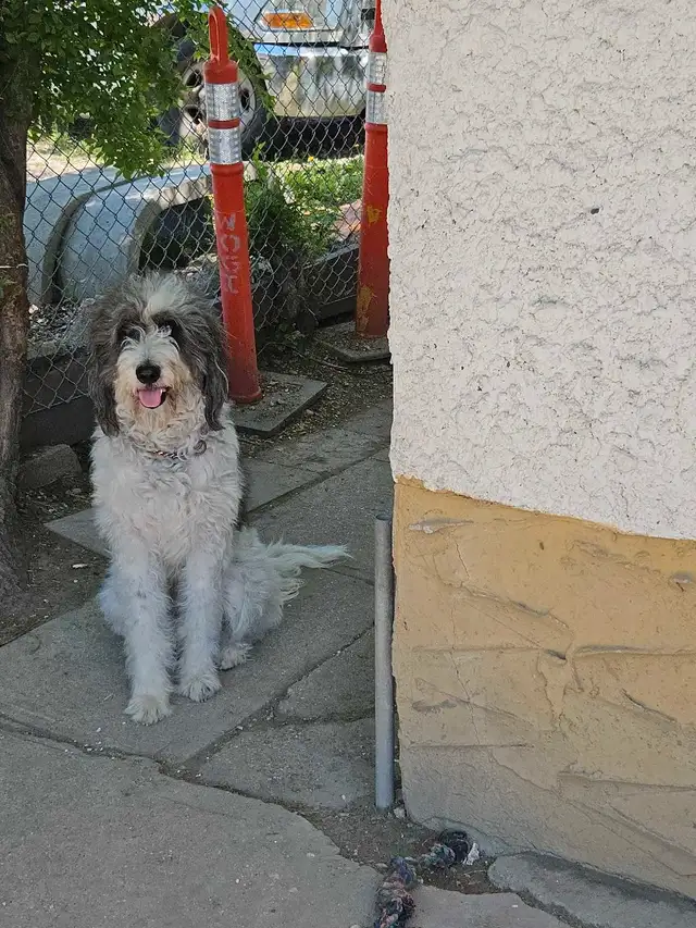 PYRENEES/ POODLE. PYREDOODLE in Dogs & Puppies for Rehoming in Winnipeg - Image 4