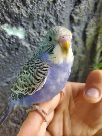 PERRUCHE NOURRI A LA MAIN DISPONIBLE, View more