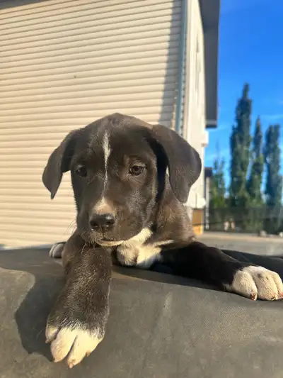 cane corso x puppies, View more