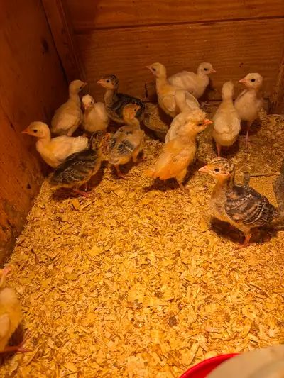 I am selling royal palm, Narragansett and red burbon turkey chicks. They are a week old. There’s lot...