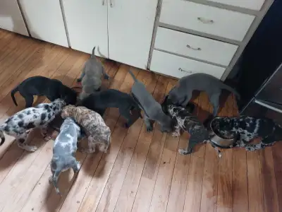 Great Dane Puppies, View more