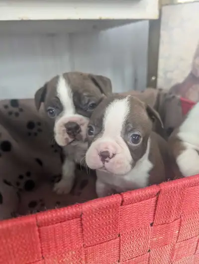 chiot boston terrier, View more