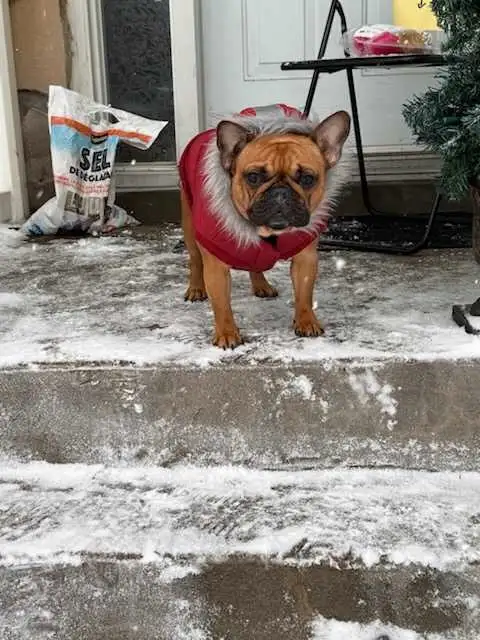 FEMALE FRENCH BULLDOG in Dogs & Puppies for Rehoming in City of Montréal - Image 6