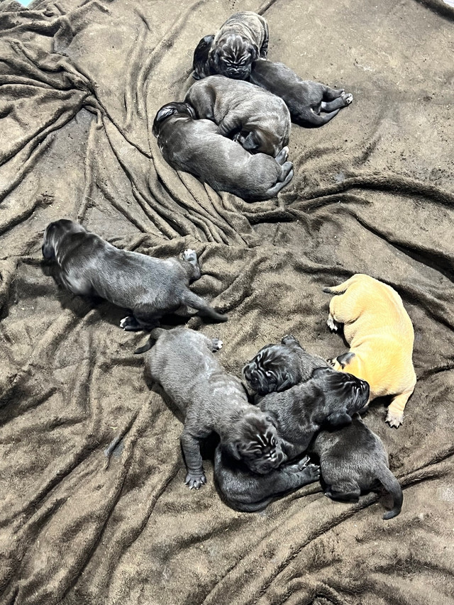  Mastiff pups for sale.  in Dogs & Puppies for Rehoming in Truro - Image 4