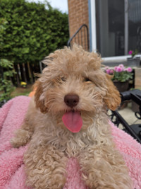 Toy Poodle femelle à vendre – Idéale famille avec enfants