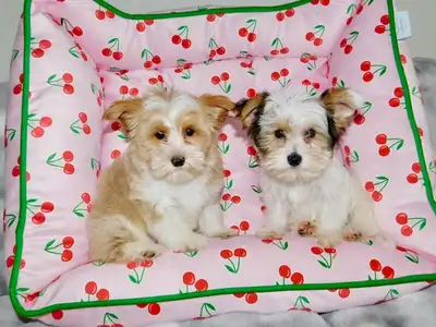 Yorkshire biewer puppies, View more
