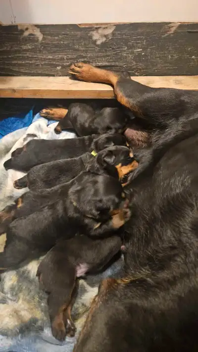 Registered German Rottwelier Puppies, View more