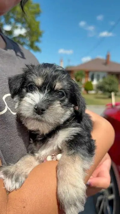 Morkie Puppies (maltese + yorkie), View more