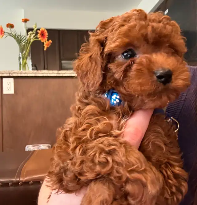 Adorable Red Toy Poodle Puppies in Dogs & Puppies for Rehoming in Hamilton - Image 11