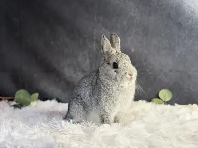 Female Netherland dwarf, View more
