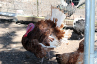 Burbon Red Turkey Chicks