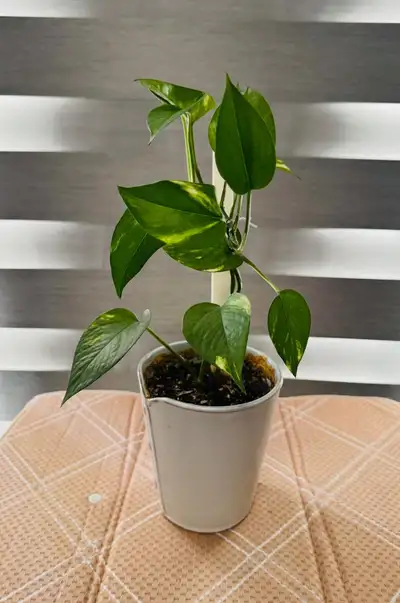 Pothos Plant each &10, View more