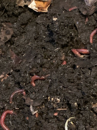 Red wiggler worms ( 20+per order)