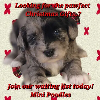 Mini Poodle Upcoming Litter WAITING LIST, View more
