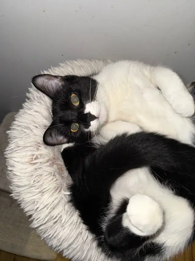 chat a donné urgent