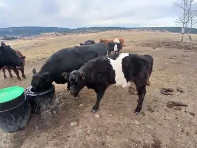 6 months old Galloway heifers, View more