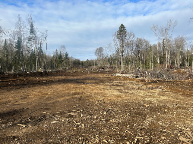 Land clearing/standing timber wanted in Excavation, Demolition & Waterproofing in Muskoka