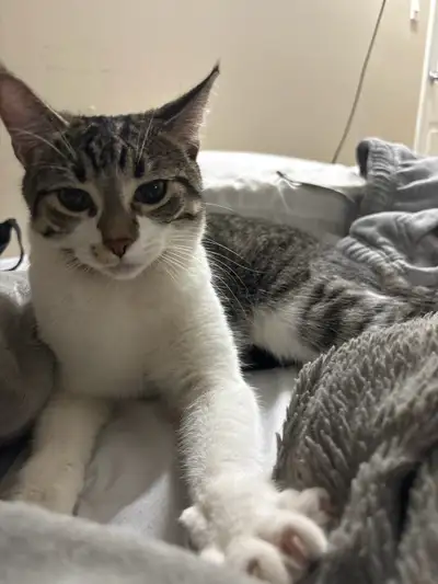 kitten for sale 10$ , View more