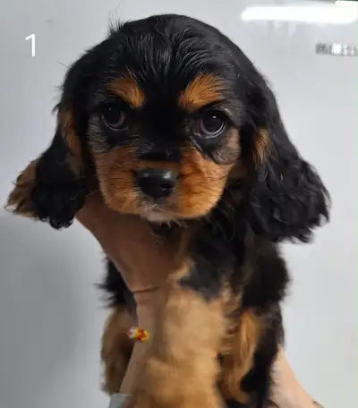 chiots cavalier King Charles , View more