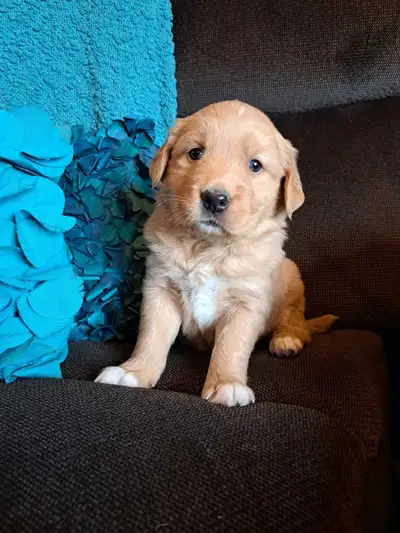 Golden Mountain Puppies, View more