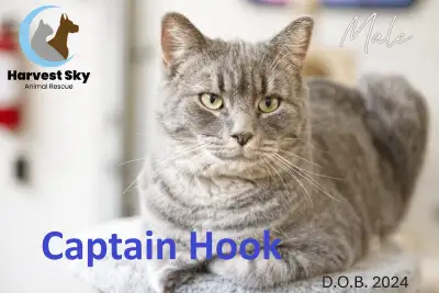 HARVEST SKY ANIMAL RESCUE - 17 ADOPTABLE KITTENS & CATS!!!, View more