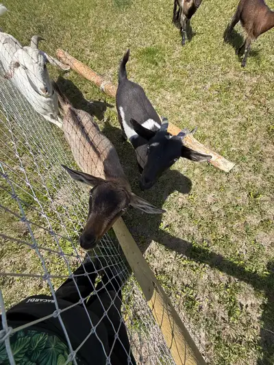 Goats for sale, View more