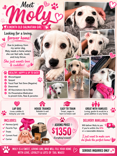 Sweet Dalmatian Puppy Looking for a Loving Home, View more