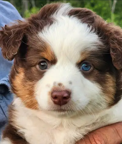 Miniature American Shepherds AKA Miniature Australian Shepherd, View more