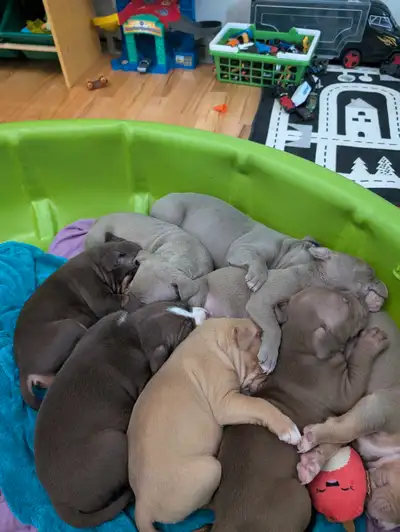 Bébé chiots , View more