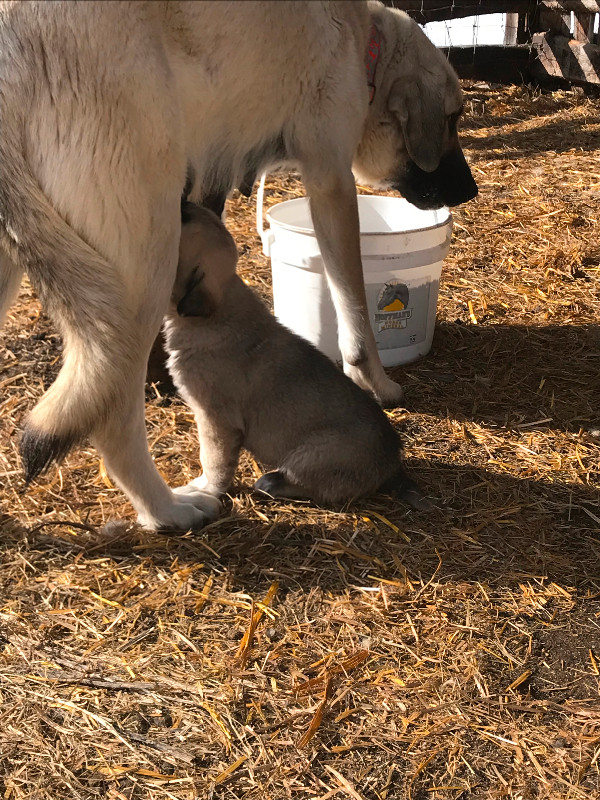 Livestock Guardian Puppies in Dogs & Puppies for Rehoming in Meadow Lake - Image 3