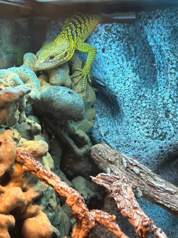 Yellow tree monitors in Reptiles & Amphibians for Rehoming in Belleville
