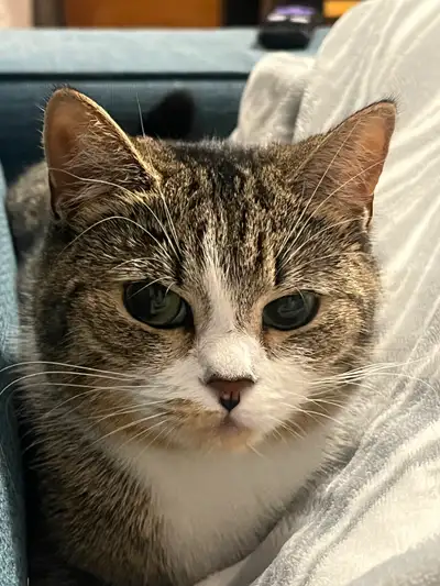 Rehoming — British Shorthair $1,000 CAD Goes to Her New Home, View more
