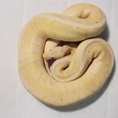 Making space & down sizing. All snakes are feeding on frozen thawed, rats, mice and ASF. Get 100+ pr...