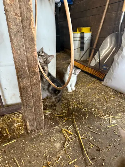 Barn Kittens/Cats, View more