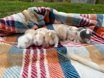 Holland lop baby bunnies✨, View more