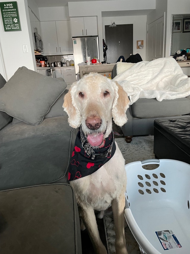 12 year old Golden Doodle rehome Dogs & Puppies for Rehoming