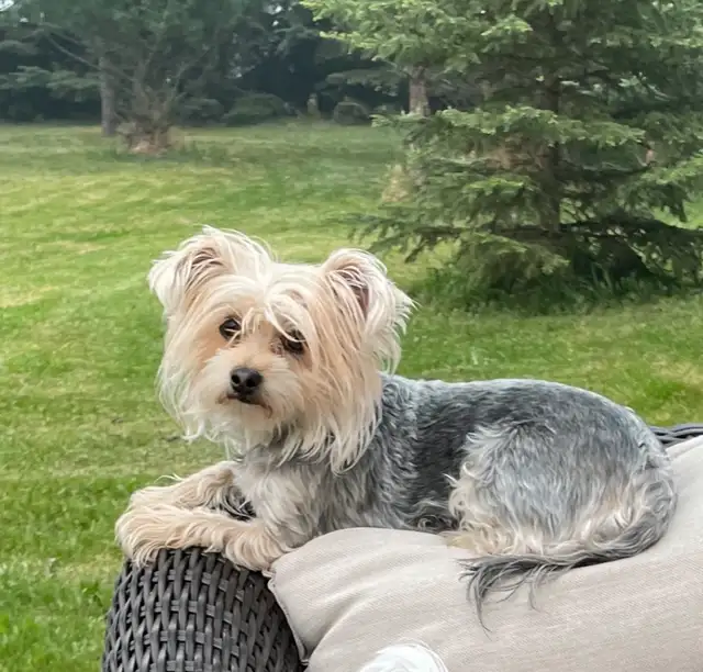 ❤️ only 2 left Adorable Teddy Bear Biewer Yorkie  puppies in Dogs & Puppies for Rehoming in Edmonton - Image 10