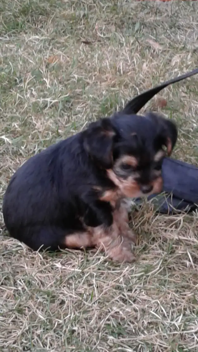 only 4 prebred yorkshire terriers left in Dogs & Puppies for Rehoming in Hamilton - Image 7