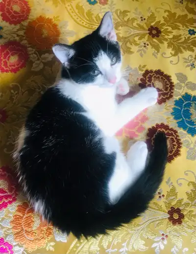 Deux mignons chatons noir et blanc (un mâle et une femelle), View more
