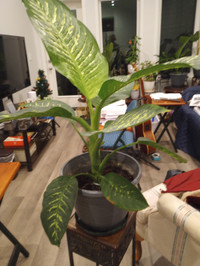 Dieffenbachia with stand pot & saucer incl. $50
