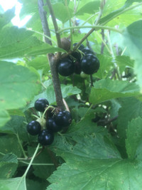 Black currant plants from organic farm in Gracefield, QC