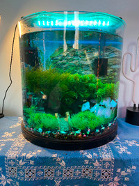 Aquarium demie lune tout équipé 10 gallons, avec 15 poissons.