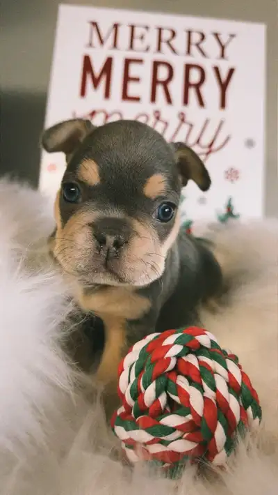 French bulldog puppies, View more