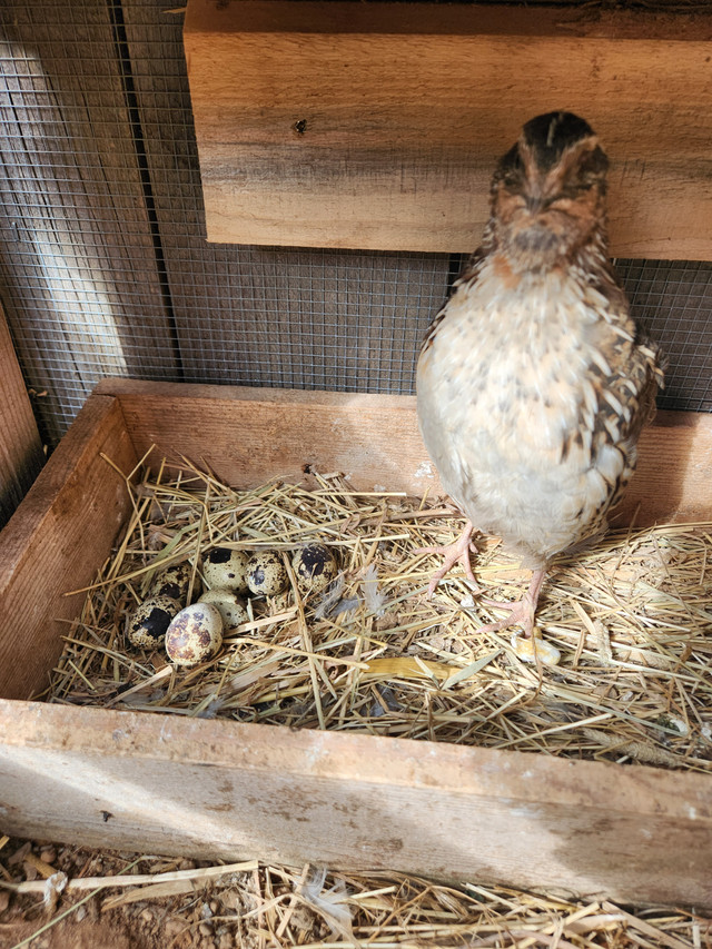 Quail Hatching eggs in Livestock in Bedford - Image 2