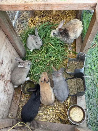 Continental Giant/ New Zealand Rabbits, View more