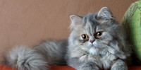 Persian Cat SALE