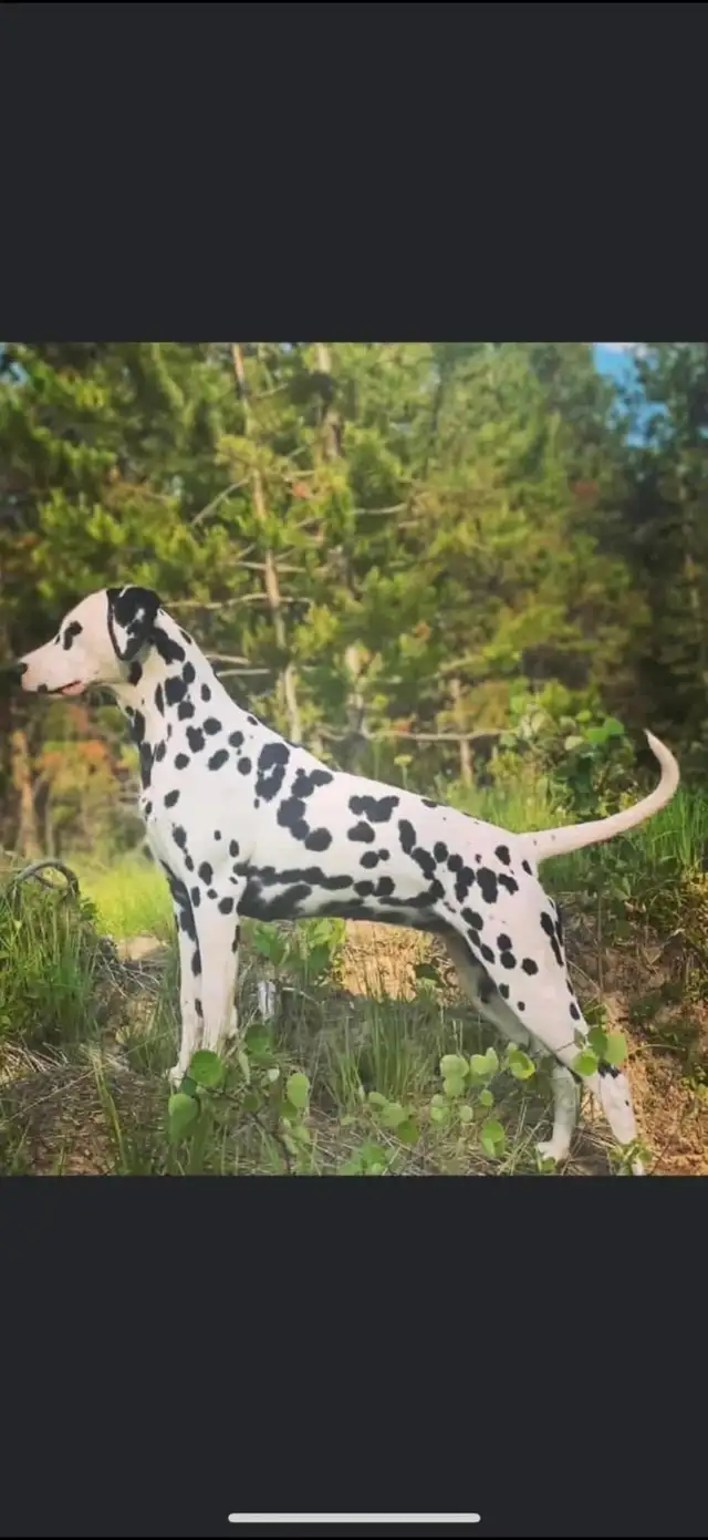 Dalmatian Puppys in Dogs & Puppies for Rehoming in North Shore - Image 7