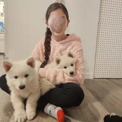 White Shepherd puppies - one left, View more