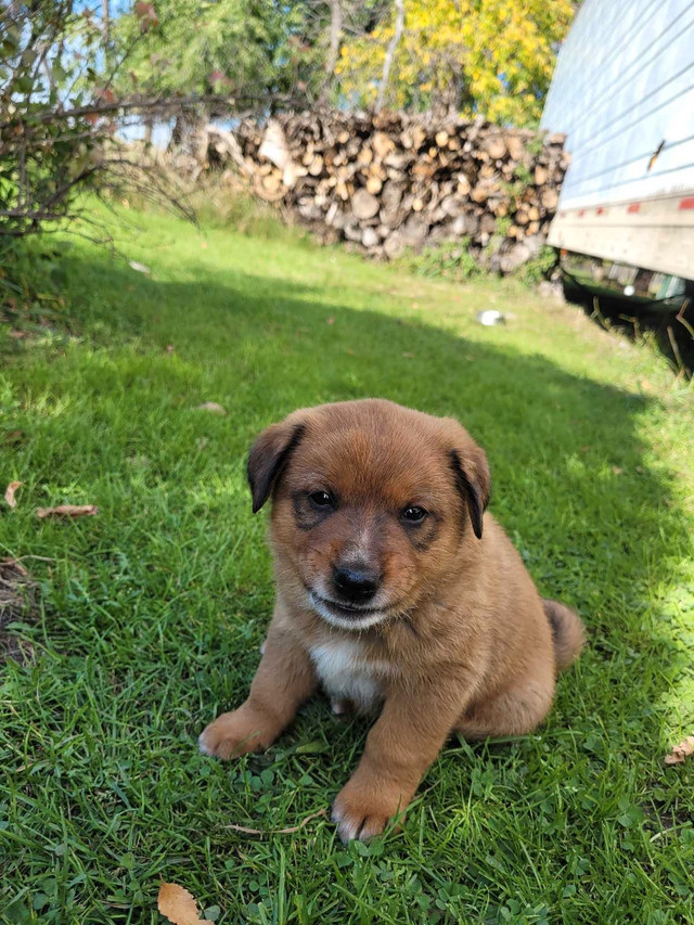 Puppies for sale! in Dogs & Puppies for Rehoming in Portage la Prairie